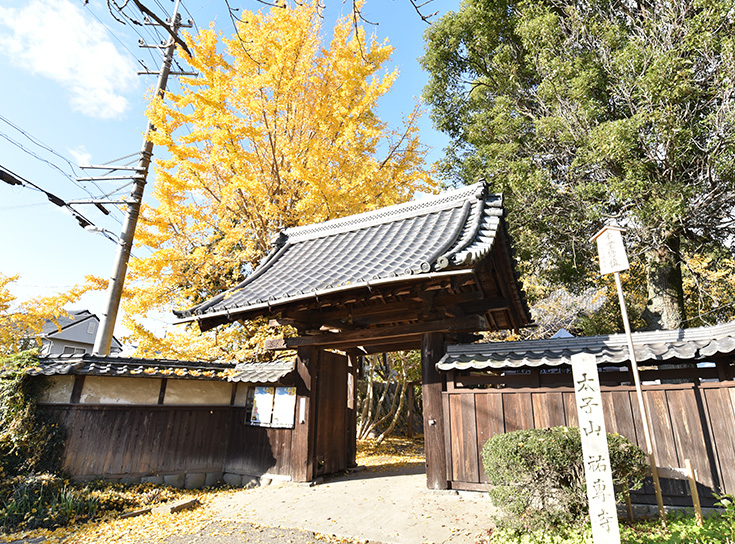 祐専寺イチョウの写真