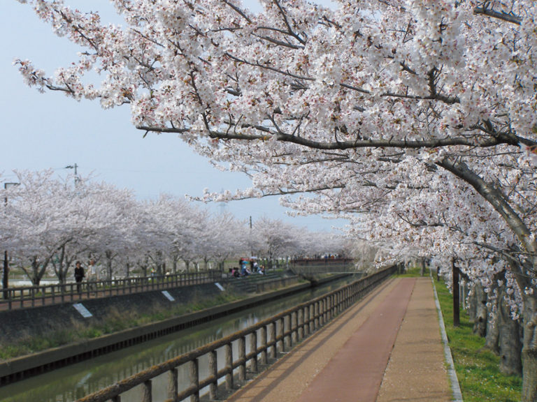 稲沢桜まつり 稲沢市観光協会公式ウェブサイト